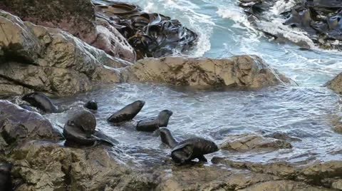 Fur seals playing Video stock 10922459