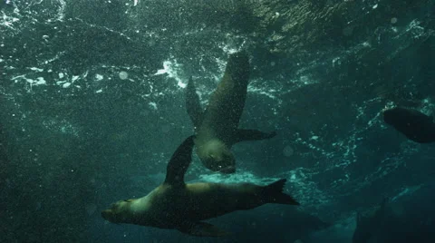 Fur seals swimming in ocean Stock Footage