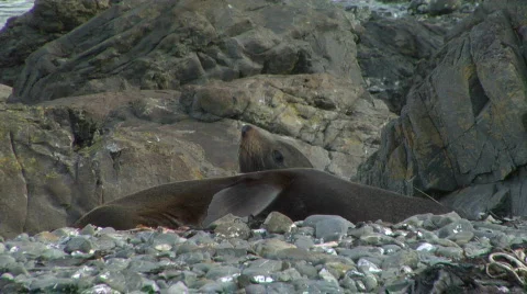 Fur Seals Wake Up Stock-Footage 329013