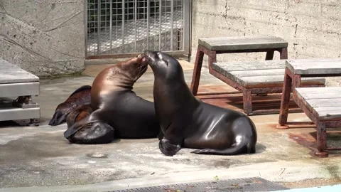 Fur seals at the zoo Stock Footage 203700525