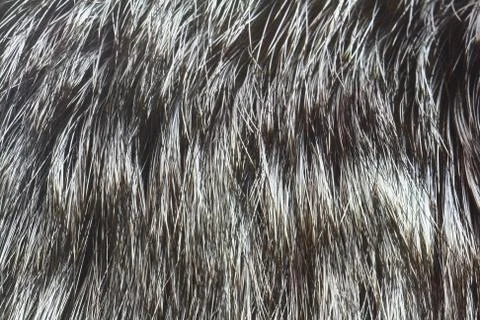 Fur of silver fox closeup Stock Photos