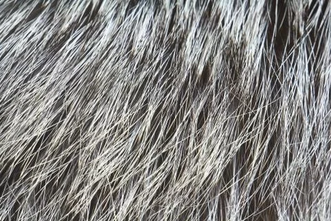 Fur of silver fox closeup Stock Photos