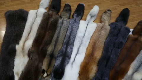 Fur skins of different colors on the table Stock Footage 148224611