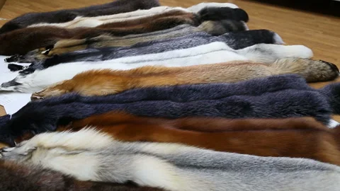 Fur skins of different colors on the table panorama Stock Footage 148224629
