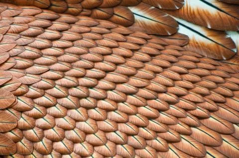 The fur of status of eagle in langawi Stock Photos