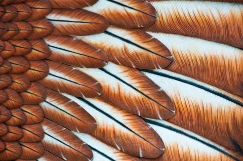 The fur of status of eagle in langawi Stock Photos