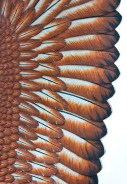 The fur of status of eagle in langawi Stock Photos
