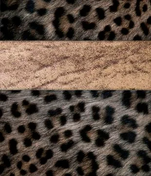 Fur template Fotos Stock