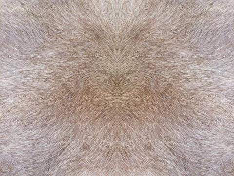 Fur texture background Stock Photos