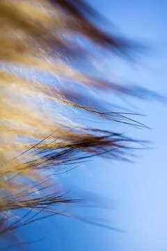 Fur texture background Stock Photos