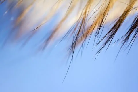 Fur texture background Stock Photos