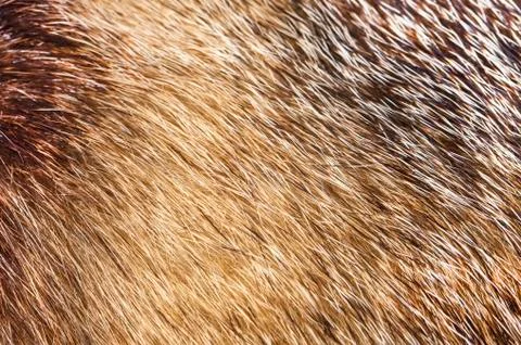 Fur texture backround Stock Photos