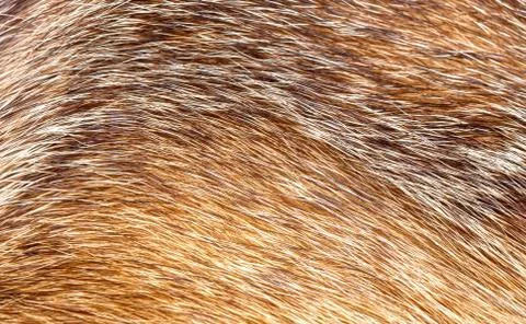 Fur texture Stock Photos