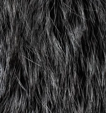 Fur texture Stock Photos