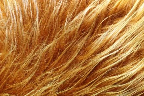 Fur texture Stock Photos