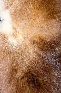 Fur texture. Stock Photos