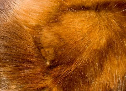 Fur texture. Stock Photos