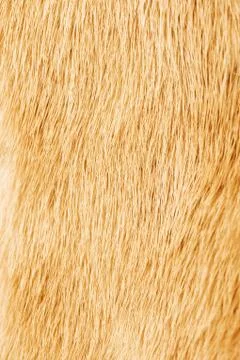 Fur texture Stock Photos