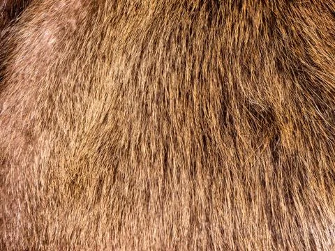 Fur texture. Stock Photos