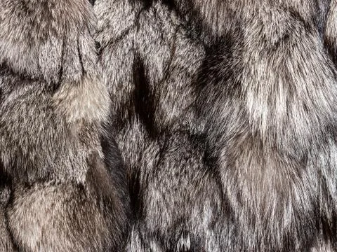 The Fur texture. Stock Photos