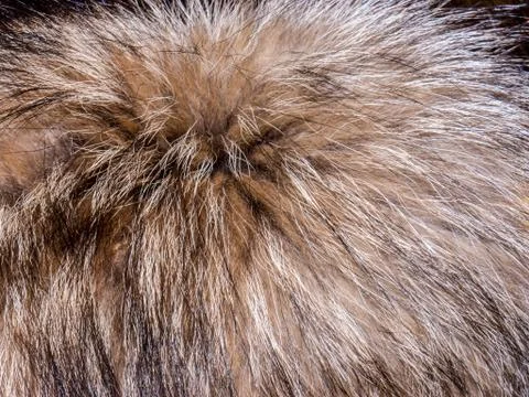 The Fur texture. 写真素材