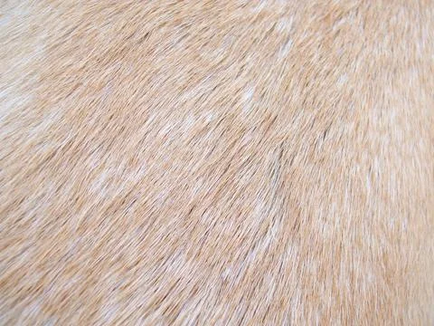 Fur Textures: Yellow Lab Stock Photos