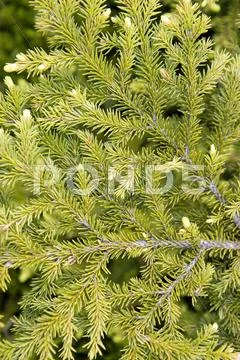 Fur-tree branch Stock Photos