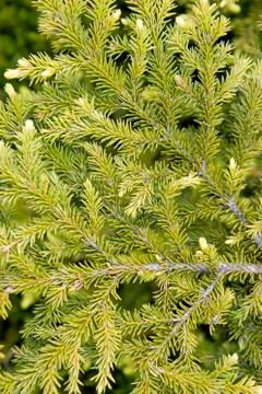 Fur-tree branch Stock Photos