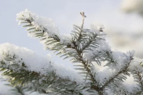 Fur-tree branch Stock Photos