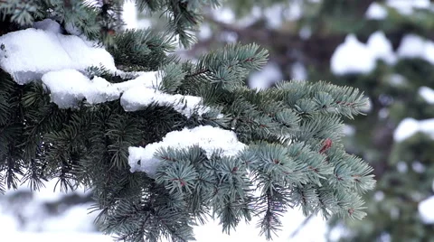 Fur-Tree Branch with Snow Stock Footage 45854544