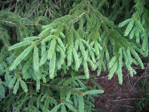 Fur tree branche Stock Photos