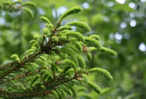 Fur tree branche Stock Photos