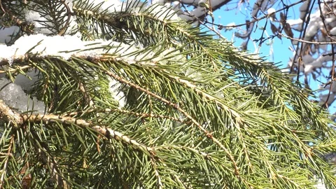Fur-tree branches covered with snow. Stock-Footage 97003214
