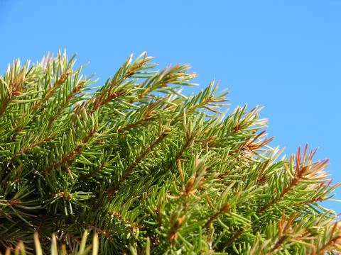 Fur-tree Branches on sky background Stock Photos