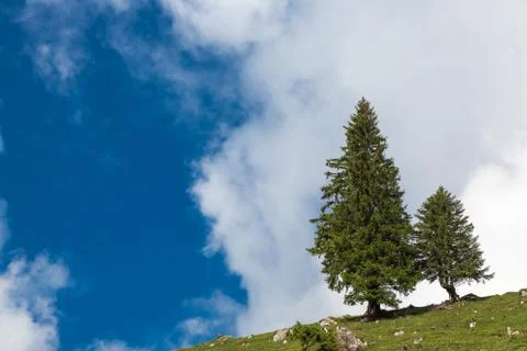 Fur tree with cloud landscape Stock Photos