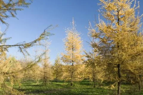 Fur tree forest Stock Photos
