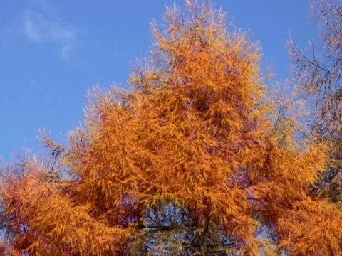 Fur Tree Naturescape Stock Footage 489860