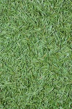 Fur-tree needles background Stock Photos