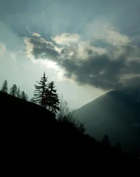 Fur-tree Stock Photos