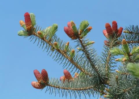Fur-tree Stock Photos