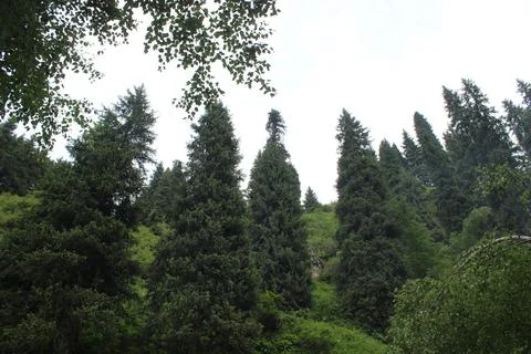 Fur-tree Stock Photos