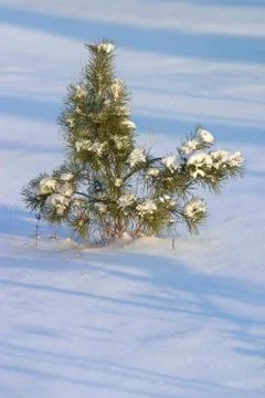 Fur-tree in snow Stock Photos