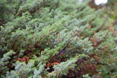 Fur tree texture Stock Photos