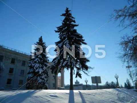 Fur-trees Stock Photos