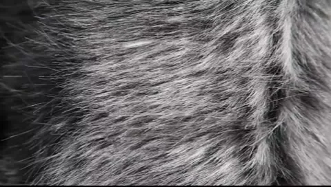 Fur waves on the wind Video stock 8688290