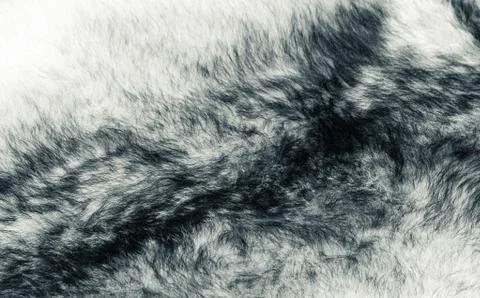 Fur white wolf Stock Photos