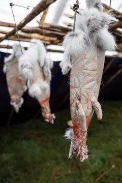 Fur for Winter Foto stock