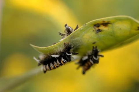 Fur worms 스톡 사진