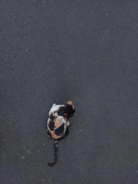 Fural Cat Foto stock