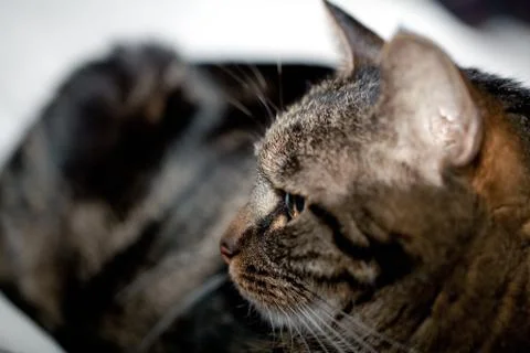 Furbo Cat Stock Photos